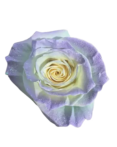 M. Celestial Lavander